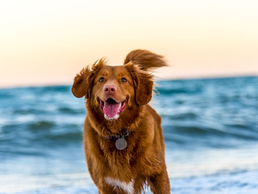 Your Dogs Need Exercise Too - Here's Why!